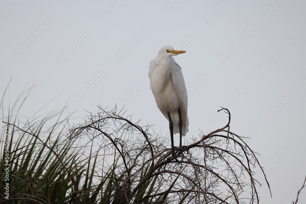 Great Egret Venice Area Audubon Society Florida Great Egret Venice Area Audubon Society Florida