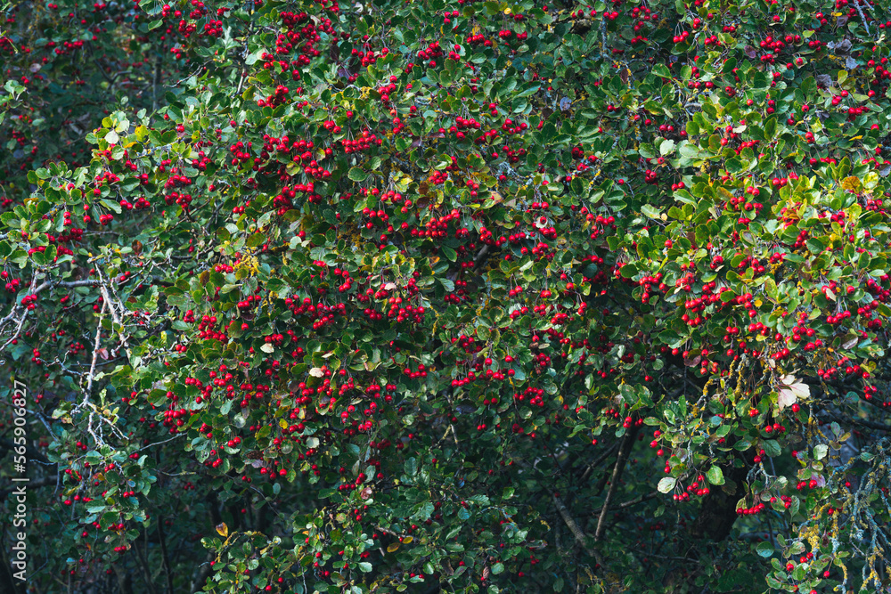 Weißdorne (Crataegus) , kleine rote Früchte am Baum