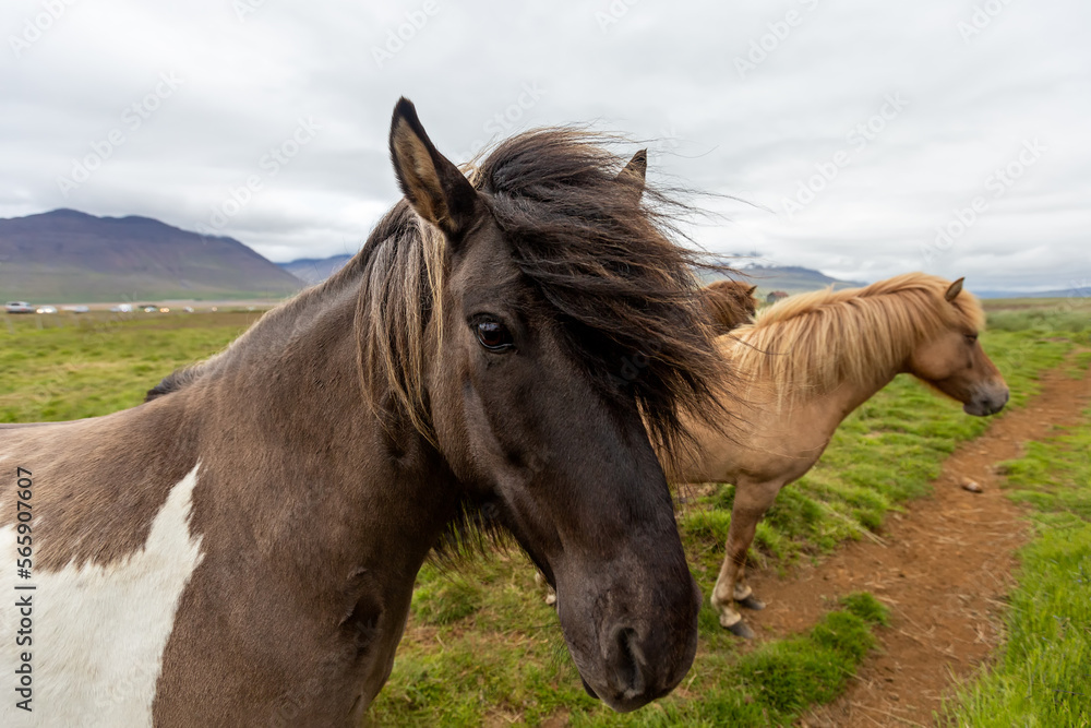 Fototapeta premium Portrait of a beautiful Icelandic horse on a green meadow. Iceland
