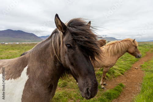 Portrait of a beautiful Icelandic horse on a green meadow. Iceland © Nataliya
