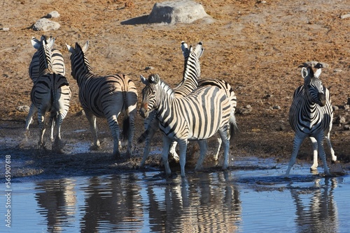 Zebraherde am Wasserloch Chudop im Etoscha Nationalpark in Namibia