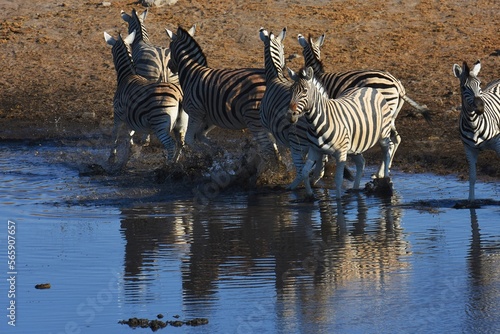Zebraherde am Wasserloch Chudop im Etoscha Nationalpark in Namibia