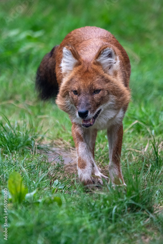 Close up portrait of a dhole on the prowl/walking. In captivity at a zoo © Christopher Keeley