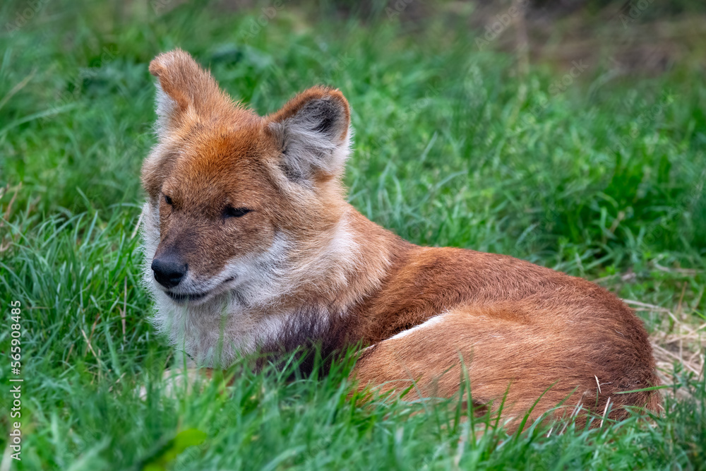 Naklejka premium Dhole sitting/resting in the grass. In captivity at a zoo