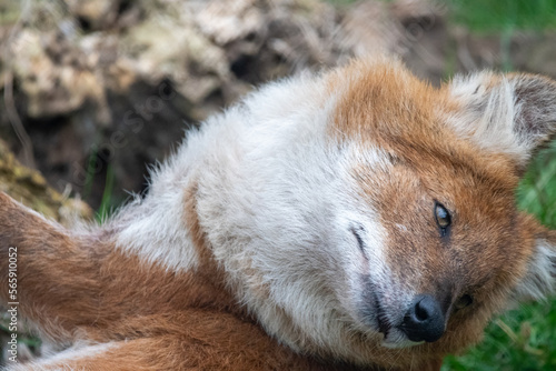 Dhole laying down/resting. In captivity at a zoo photo