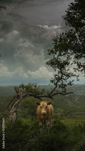 vaca con fondo de tormenta