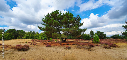 Single tree in heath and desert landscape in Netherlands photo