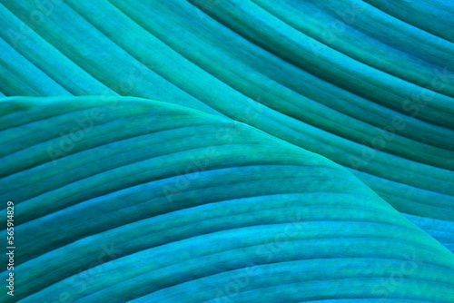 Close-up macro nature exotic bright blue green leave texture tropical Jungle plant spathiphyllum cannifolium in dark background.Curve leaf floral botanical desktop wallpaper,website cover backdrop.