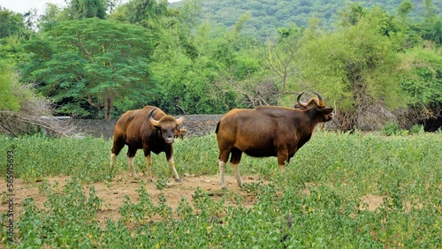 The gaur also known as the Indian bison is a bovine native to South and southeast Asia. photo