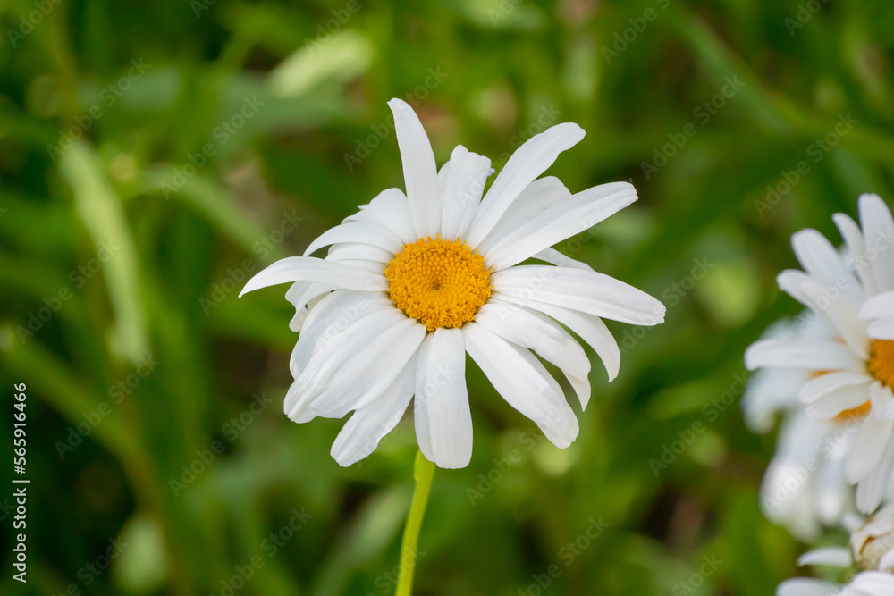 Fototapeta premium Beautiful White Shasta Daisies Growing In The Garden In Summer