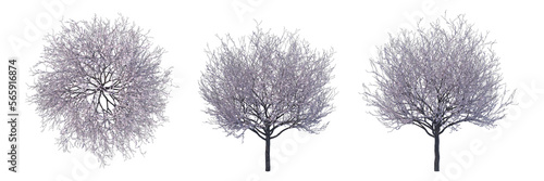 Blossoming cherry tree isolated transparent background 3d rendering 