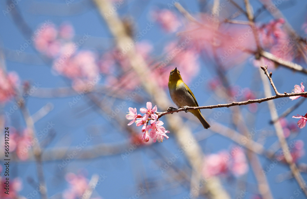 Selective focus at the white-eyed little bird holding on branch tree cherry blossoms on blue sky background Selective focus at the white-eyed little bird holding on branch tree cherry blossoms on blue sky background