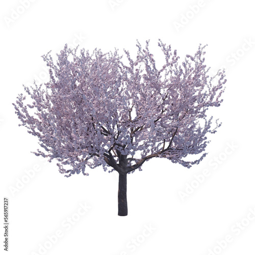 Blossoming cherry tree isolated transparent background 3d rendering

