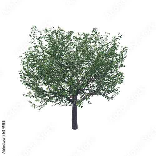 Summer cherry tree isolated transparent background 3d rendering 