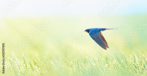 Barn swallow Hirundo rustica in flight he hunts over the meadow.