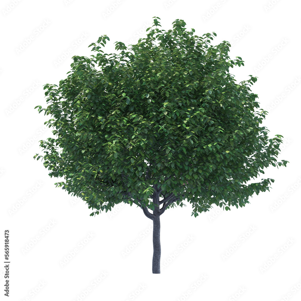 Obraz premium Summer cherry tree isolated transparent background 3d rendering 