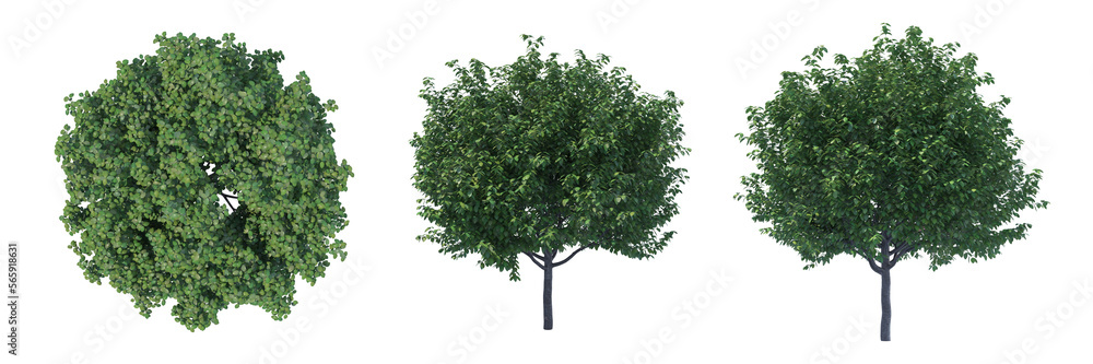 Obraz premium Summer cherry tree isolated transparent background 3d rendering 