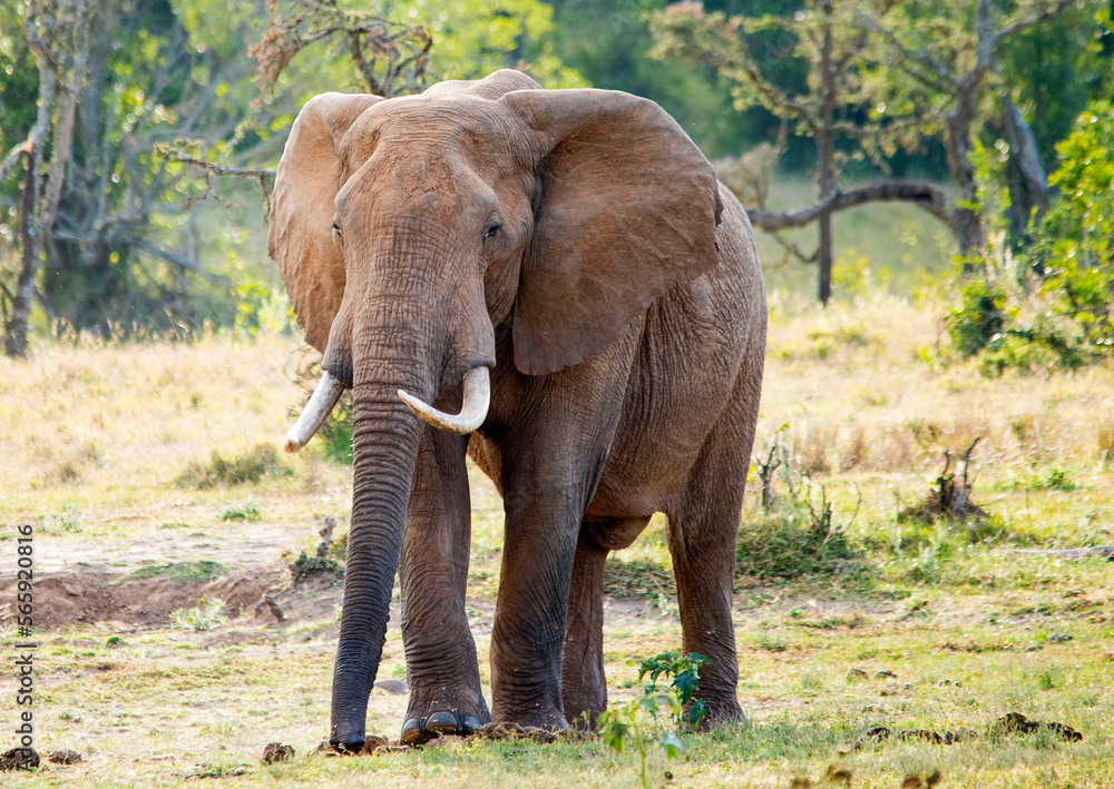 African Elephant Kenya East Africa
