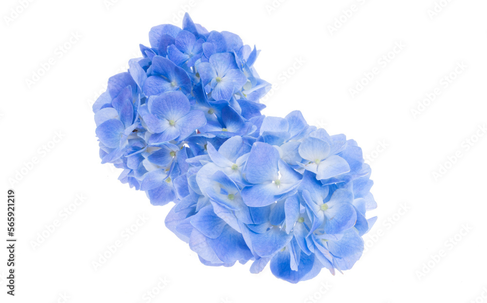 Fototapeta premium blue hydrangea flowers isolated