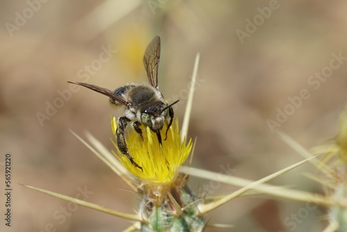 Closeup on the Mediterranean wood-borig golden bee, Lithurgus chrysurus sipping nectar on the yellow flowers of Centaurea solstitialis © Henk