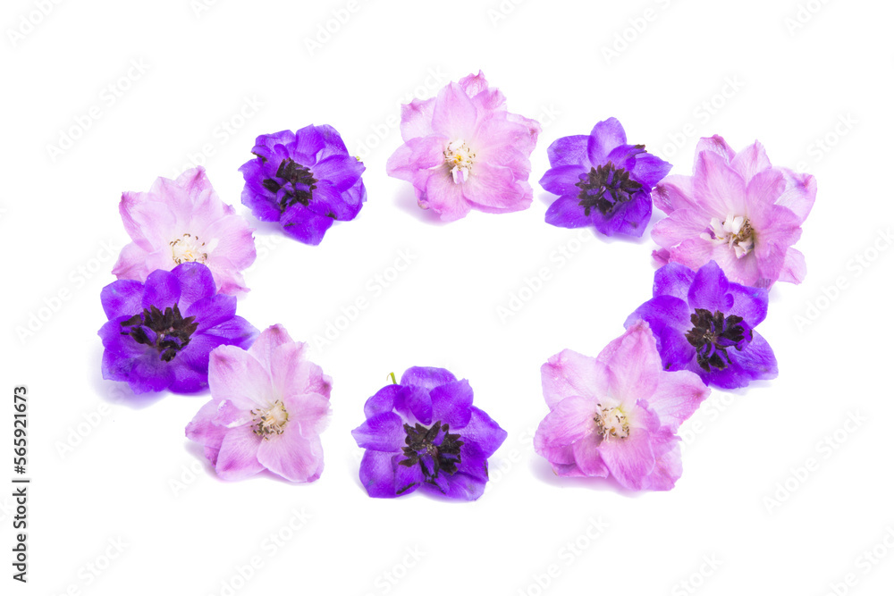delphinium flower isolated delphinium flower isolated