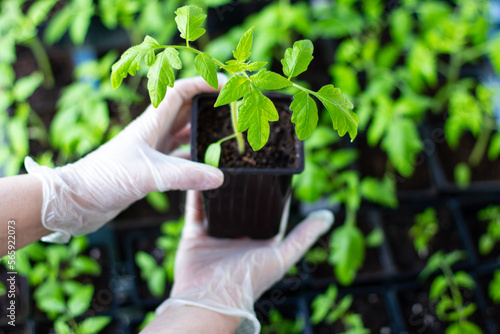 Women's hands in gloves hold a tomato seedling. Close-up. The grown seedlings of tomatoes in the tray