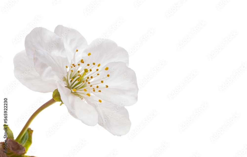 cherry flower isolated cherry flower isolated
