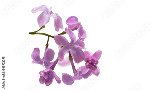 lilac flower isolated