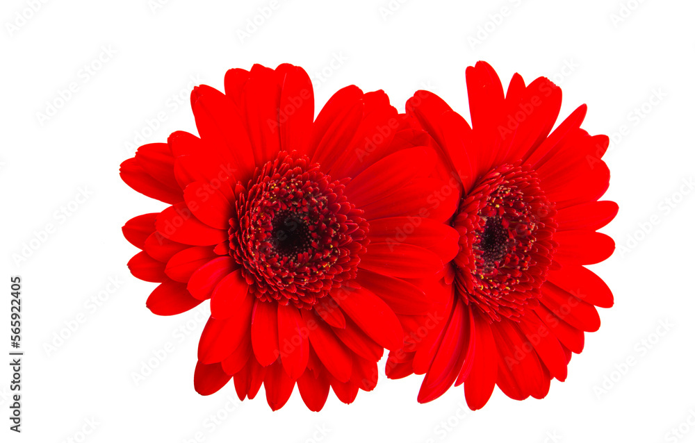 red gerbera isolated red gerbera isolated
