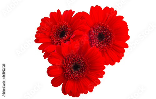 red gerbera isolated