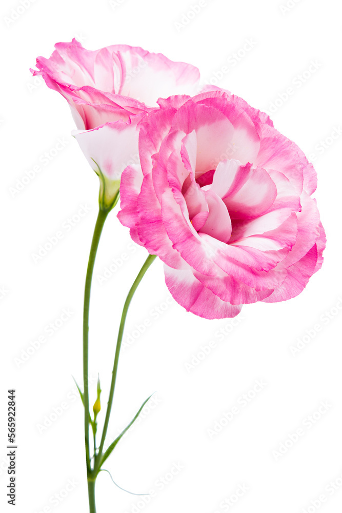 eustoma flower isolated eustoma flower isolated