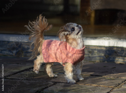 Small shih tzu stud playing in a courtyard 