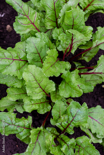 Beetroot leaves in the garden. Beetroots grown for edible root and colourful salad leaves. Organic food. Macro