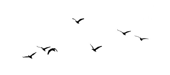 black silhouette flock of birds backlit  Isolate on transparent background PNG file