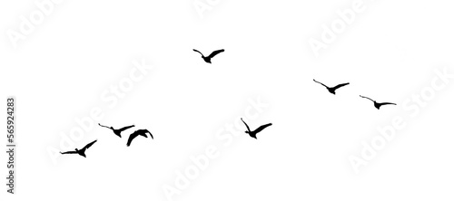 Fotografia black silhouette flock of birds backlit  Isolate on transparent background PNG f