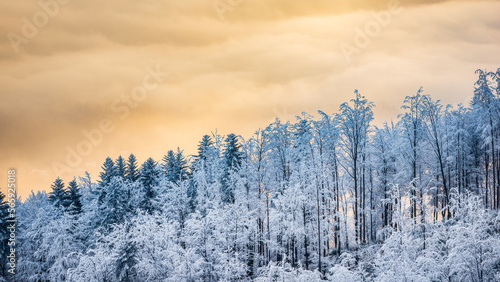Winter beech trees