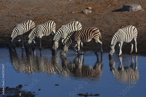 Eine Gruppe Steppenzebras spiegelt sich beim trinken im Wasser vom Wasserloch Chudop im Etoscha Nationalpark in Namibia. 