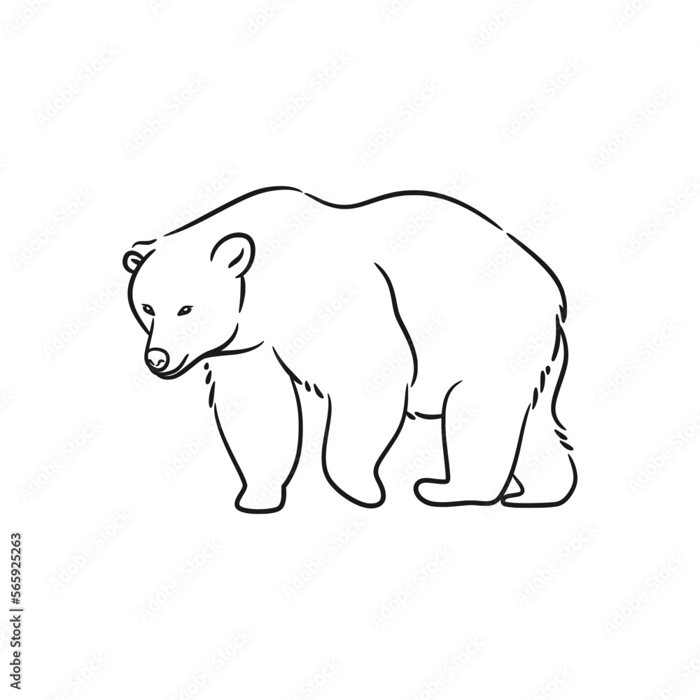Bear line art drawing illustration Bear line art drawing illustration