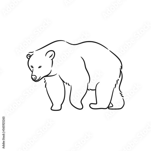 Bear line art drawing illustration