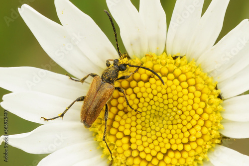 Closeup on a fairy-ring longhorn beetle , Pseudovadonia livida, on an oxeye daisy flower, Bellis perennis photo