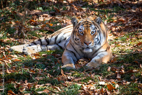 Tiger in safari park Russia