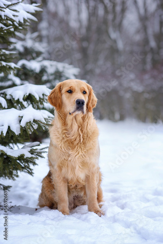 dog golden retriever labrador in a frozen forest in winter on snow