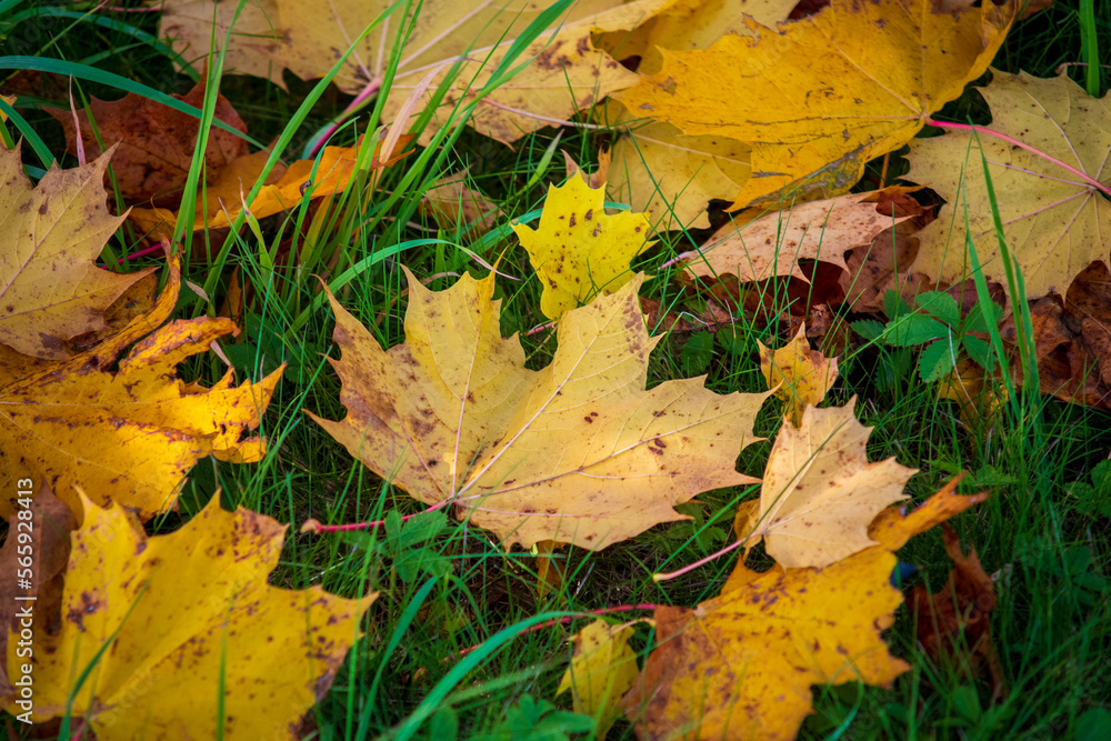 autumn leaves on the ground autumn leaves on the ground