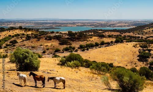 Stunning view of Alqueva lake with wild horses in the foreground, Monsaraz, Portugal 