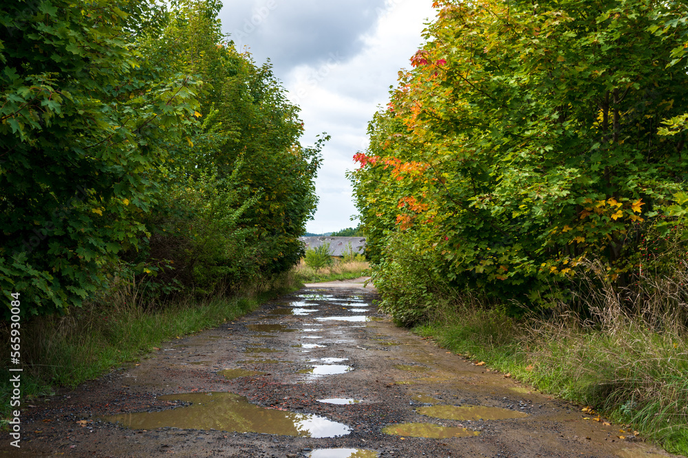 Obraz premium road in the forest