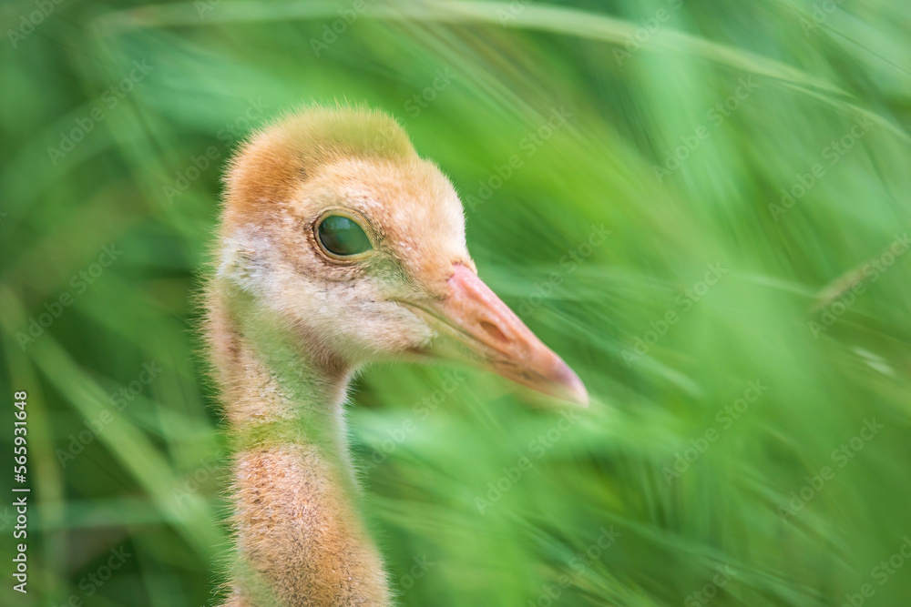 Fototapeta premium Sandhill crane colt among marsh grass