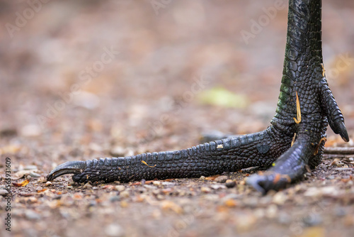 Sandhill crane foot up close