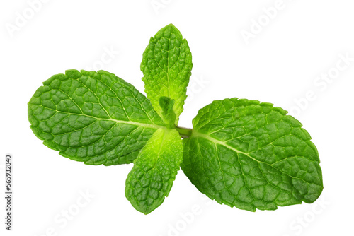 Photography Fresh mint