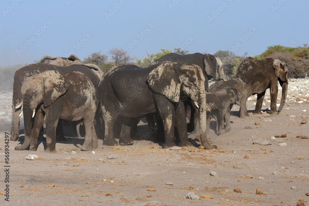 Obraz premium Elefanten (loxodonta africana) am Wasserloch Chudop im Etoscha Nationalpark in Namibia. 