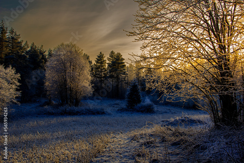 Calm and peaceful winter morning with frozen grass meadow and blue nature and colorful ealry morning sunrise tones. Frosty winter wonderland in the countryside with blue shadows